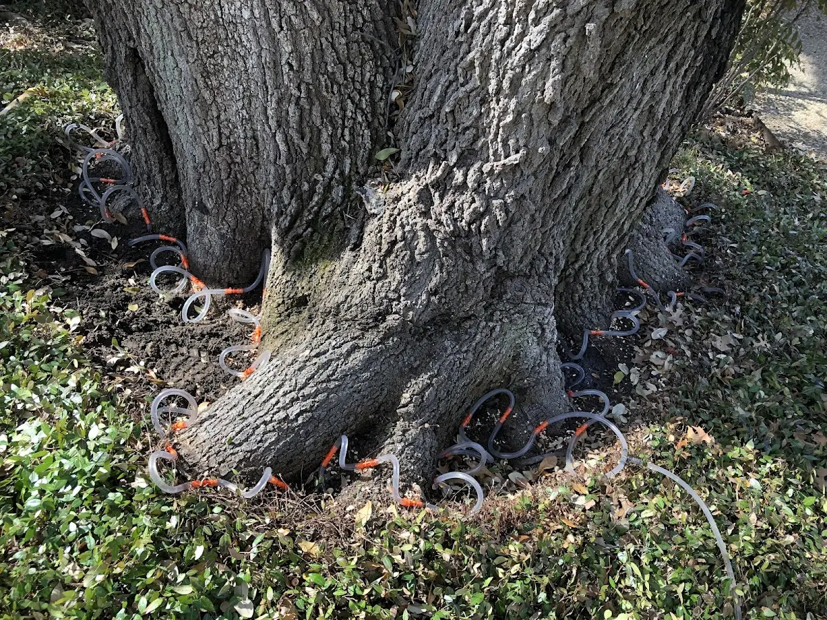 Detailed Tree Cabling and Bracing job site in Hinesville