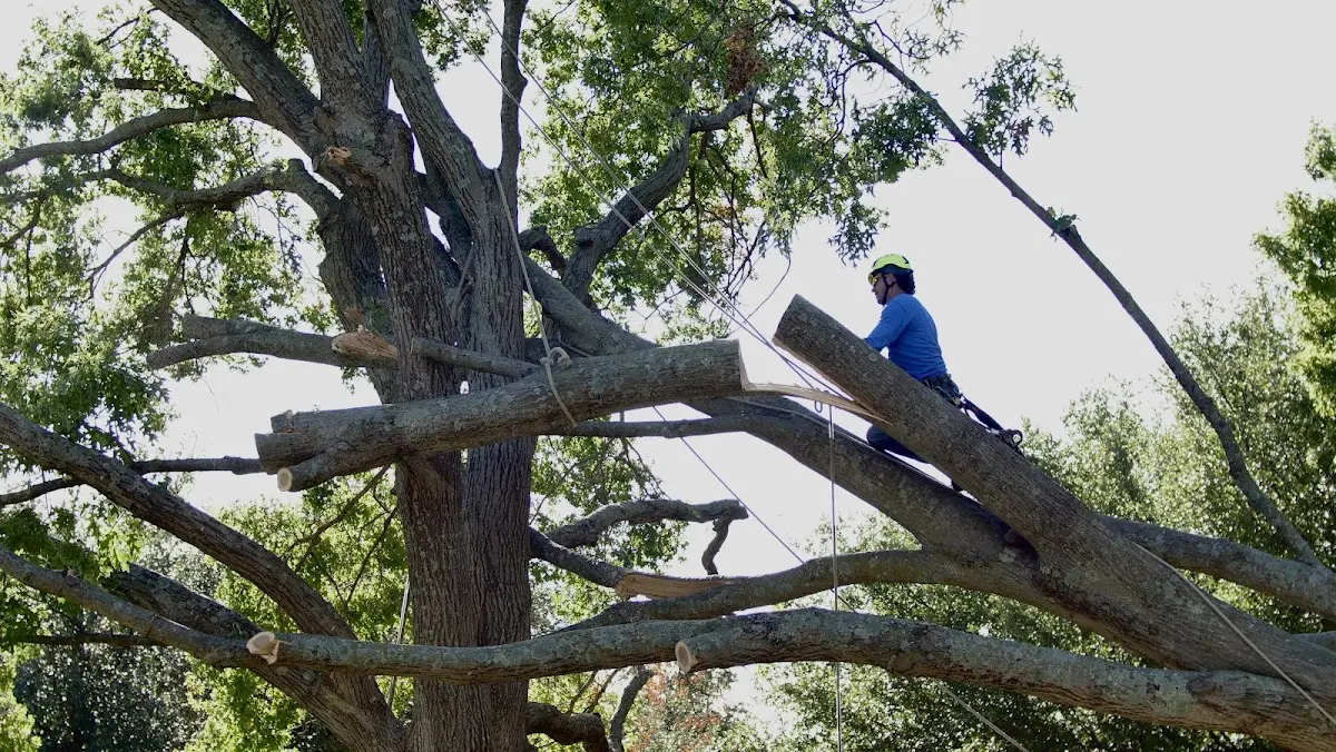 Professional Hazardous Tree Removal performed by certified arborists in Hinesville