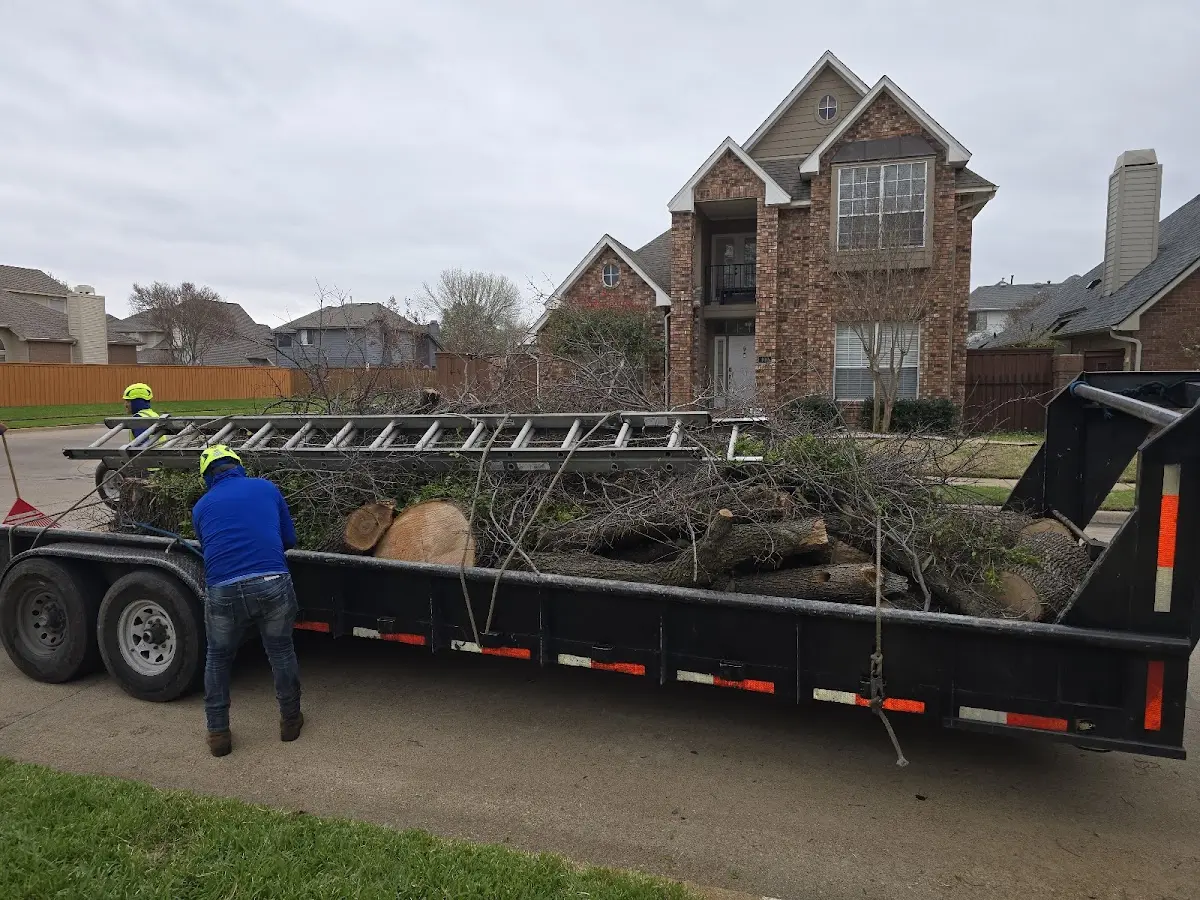 Expert Deadwooding with proper safety equipment in Hinesville